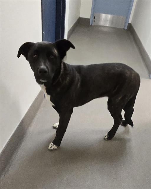 AVONDALE - German Shepherd Dog / Labrador Retriever available for adoption