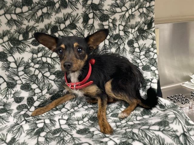 AMY LEE - Chihuahua / Cairn Terrier available for adoption