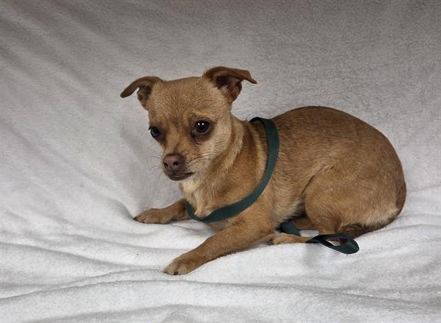 (RESCUE ONLY) CAYENNE - Chihuahua available for adoption