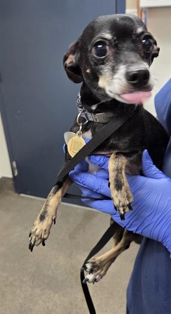 CHICO - Chihuahua available for adoption