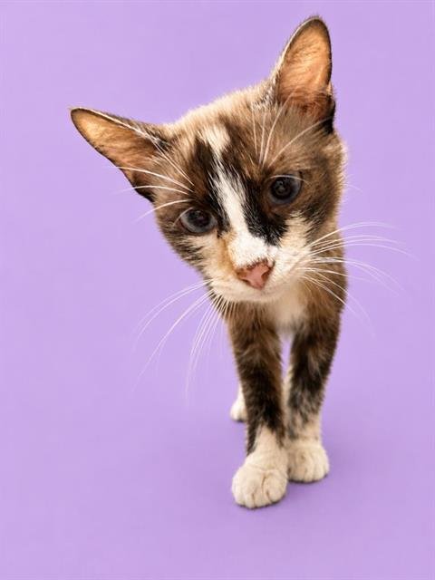 ELLIE - Domestic Medium Hair available for adoption