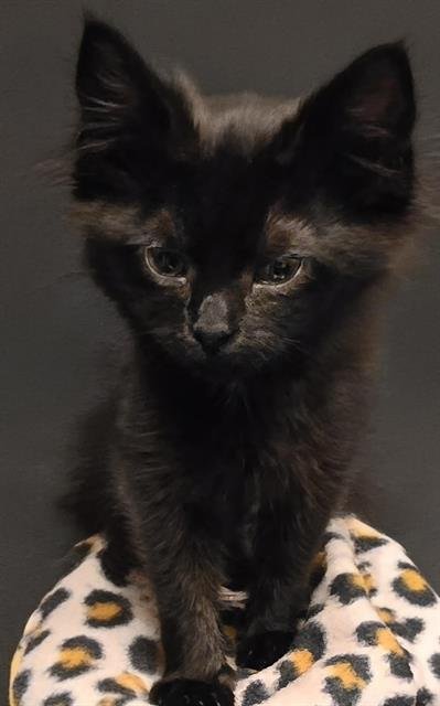 JINX - Domestic Short Hair available for adoption