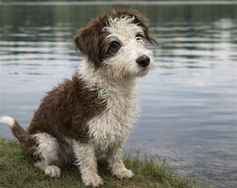A122205 - Irish Water Spaniel available for adoption