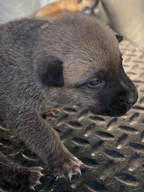 A122863 - Belgian Shepherd Malinois available for adoption