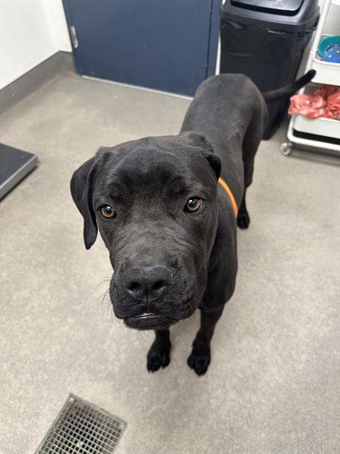 PAWLINA - Cane Corso Mastiff available for adoption