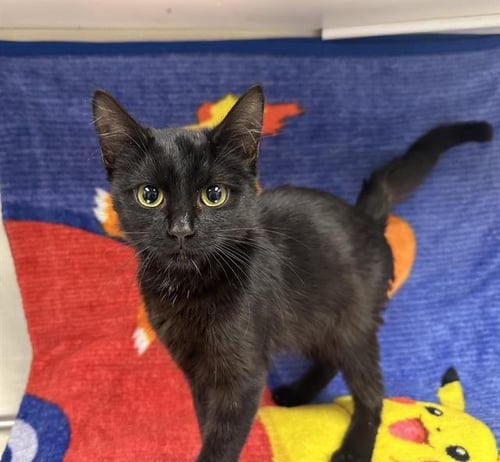 SCOOTER - Domestic Short Hair available for adoption