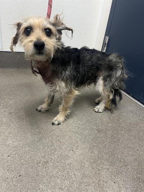 (RESCUE ONLY) - Yorkshire Terrier Yorkie available for adoption
