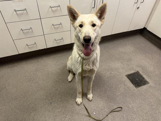 CHESTNUT - German Shepherd Dog available for adoption