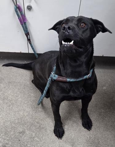 BRITNEY - Cane Corso Mastiff available for adoption