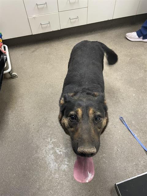 FLACA - German Shepherd Dog available for adoption