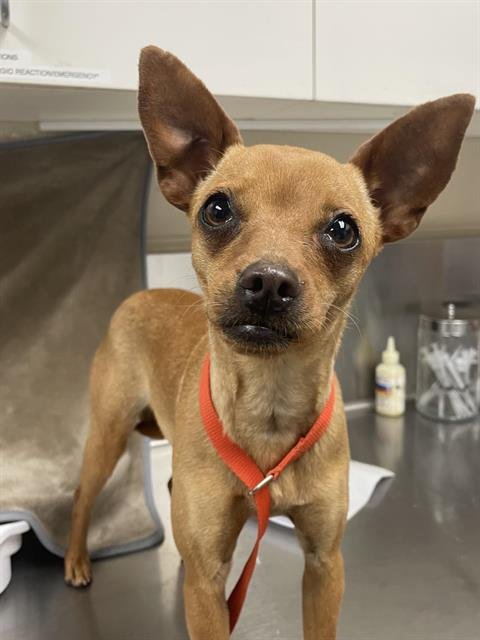 CHISPITA - Chihuahua available for adoption