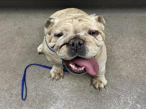 PETUNIA - English Bulldog for adoption in Victorville