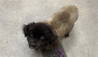 NURBERT (RESCUE ONLY) - Photo 1