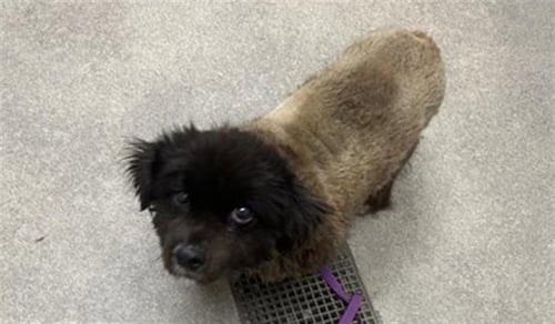 NURBERT (RESCUE ONLY) - Pomeranian available for adoption