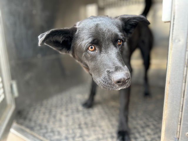 FRANNIE - Labrador Retriever available for adoption