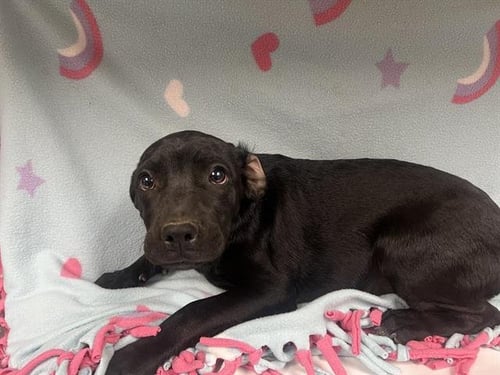 DEWEY - Pit Bull Terrier / Labrador Retriever available for adoption