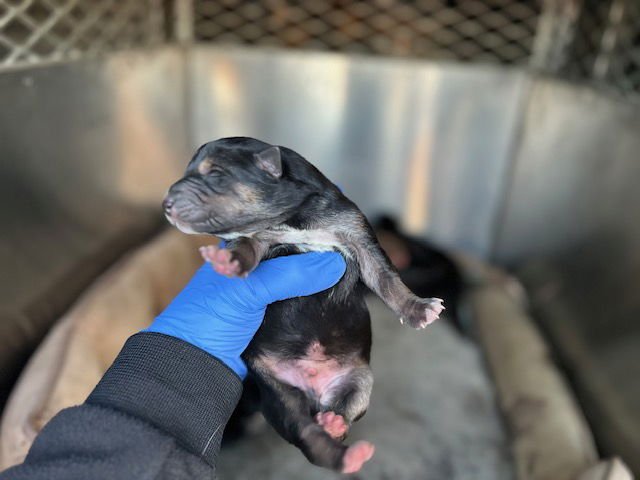 A122302 - Doberman Pinscher / German Shepherd Dog available for adoption