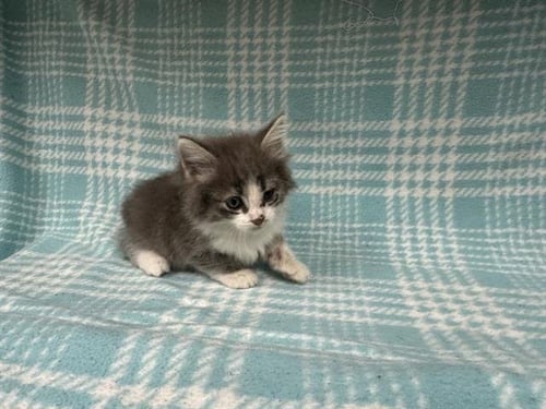 AUGUSTUS - Domestic Medium Hair available for adoption