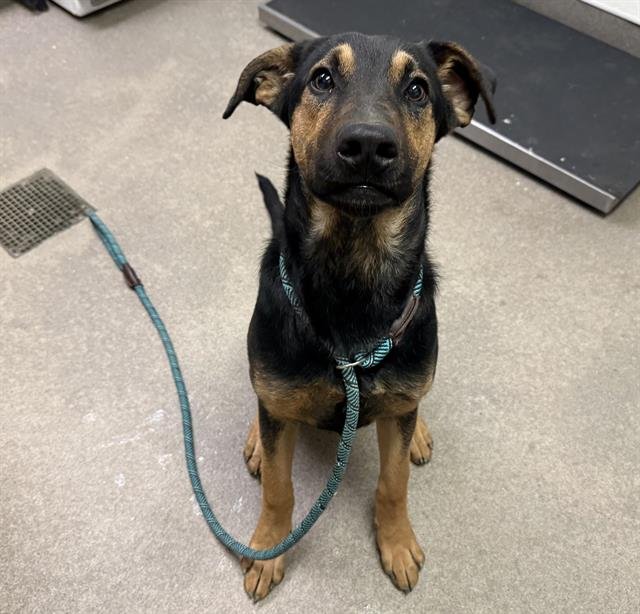 DART - German Shepherd Dog / Doberman Pinscher available for adoption