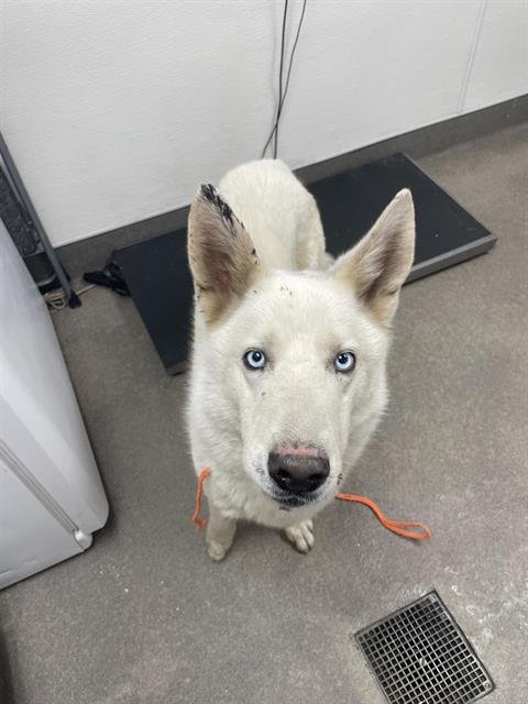 ONYX - Siberian Husky available for adoption