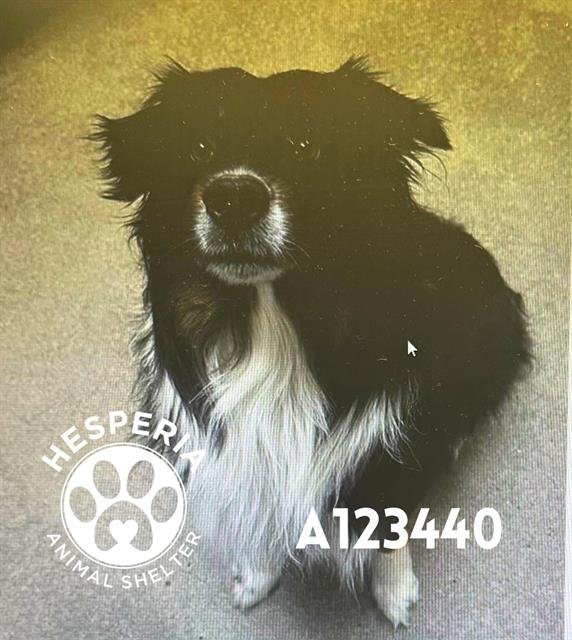 COOPER - Border Collie available for adoption