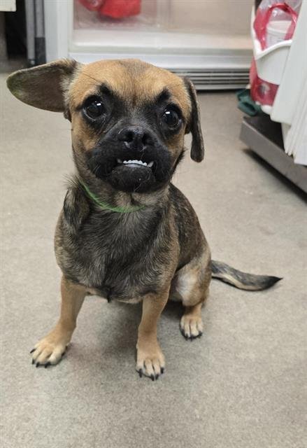 SALLY - Pug / Chihuahua available for adoption