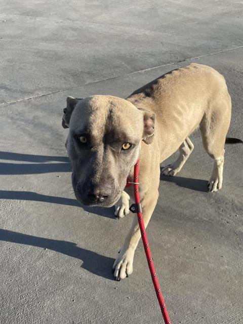 TAFFY - Pit Bull Terrier available for adoption