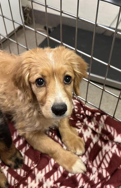 LADY - English Cocker Spaniel available for adoption