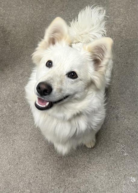 OLAF - American Eskimo Dog available for adoption