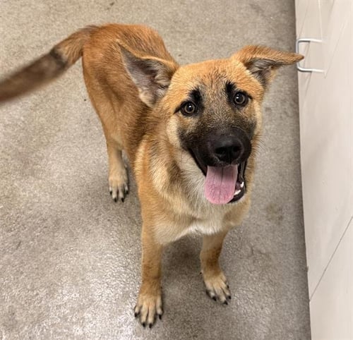 TOULOUSE - German Shepherd Dog available for adoption
