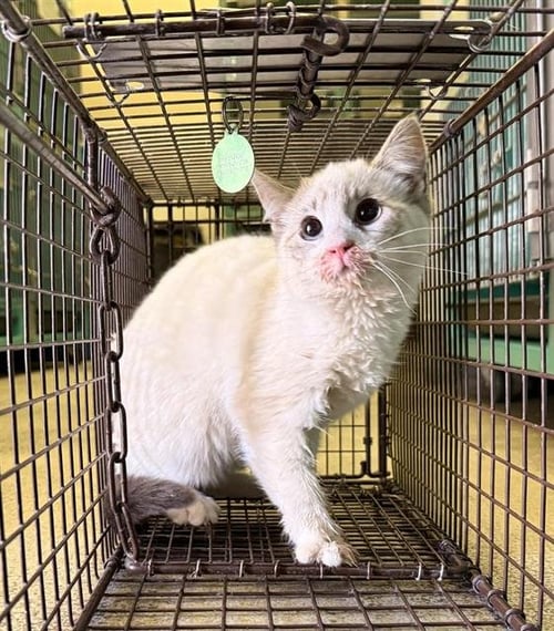 A123612 - Domestic Short Hair available for adoption