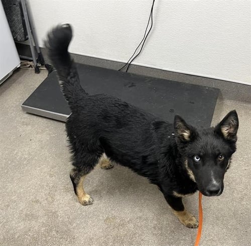 ZEKE - German Shepherd Dog available for adoption
