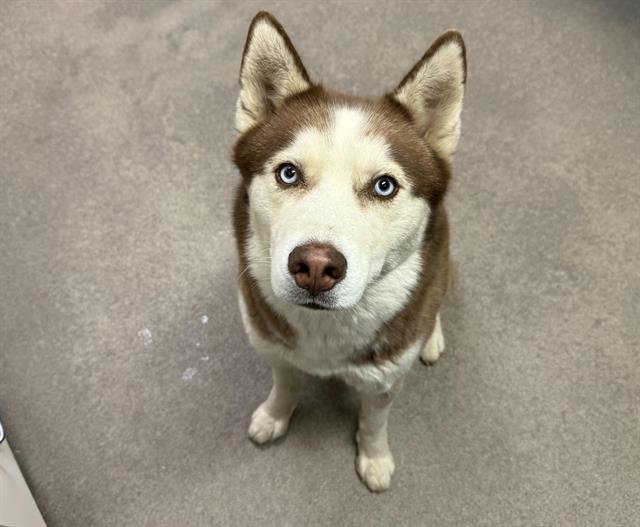 A122083 - Siberian Husky available for adoption