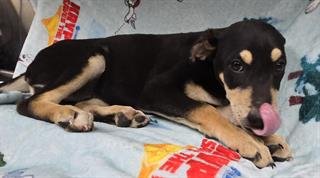 APHRODITE - Doberman Pinscher available for adoption