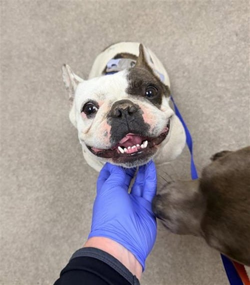 A123646 - French Bulldog available for adoption