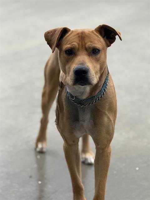 VALIENTE - Labrador Retriever / Pit Bull Terrier available for adoption