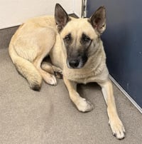 OLIVIA (RESCUE ONLY) - Photo 1