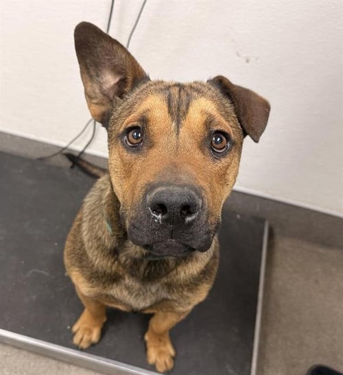 KODA - Staffordshire Bull Terrier / German Shepherd Dog available for adoption