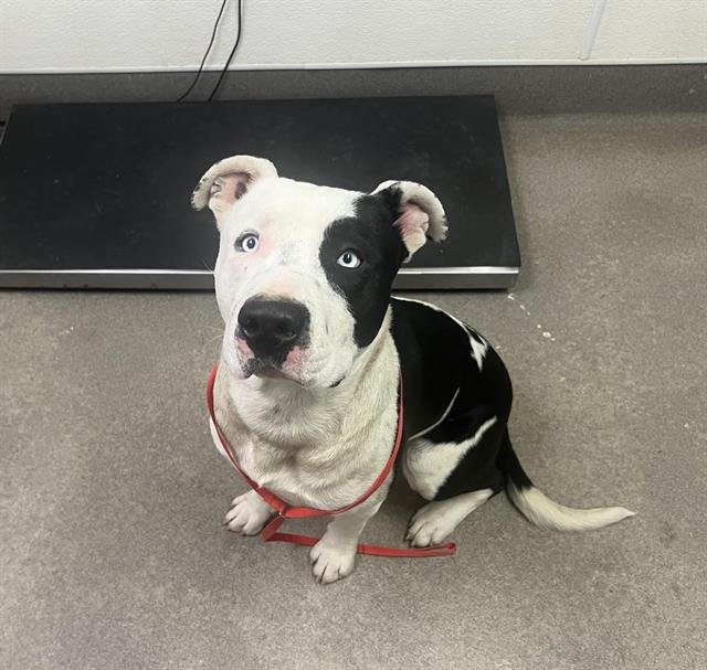 CREED - Pit Bull Terrier available for adoption