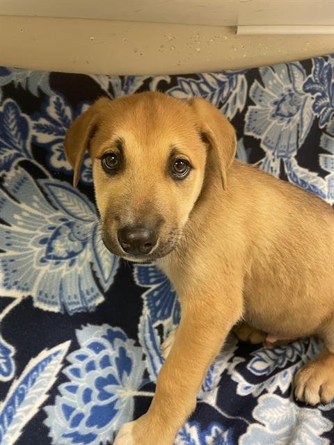 OLIVER - German Shepherd Dog available for adoption