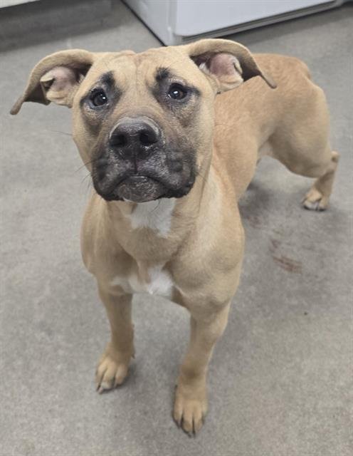 FIONA - Pit Bull Terrier available for adoption