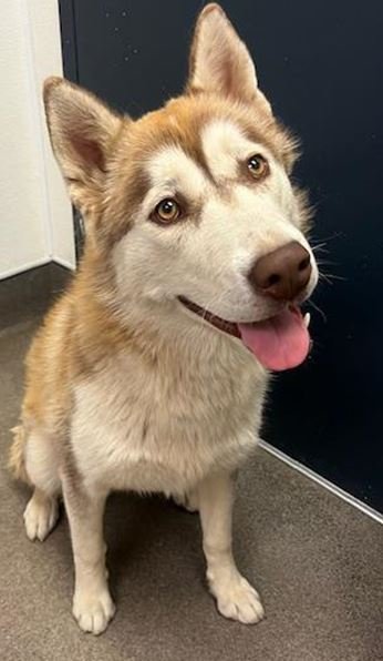 HAZEL - Siberian Husky available for adoption