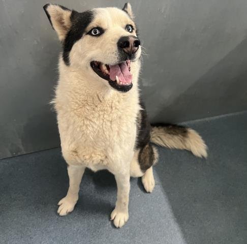 STEELE - Siberian Husky available for adoption