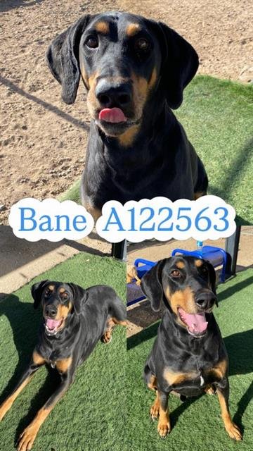 BANE - Doberman Pinscher available for adoption