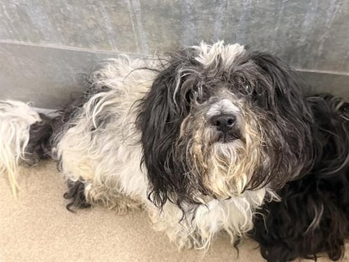 A125091 - Shih Tzu available for adoption