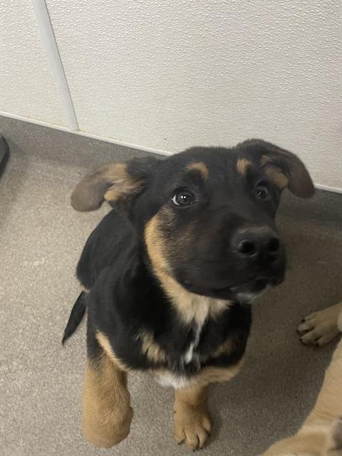 ZACH - German Shepherd Dog available for adoption