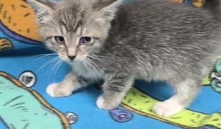 CHARLOTTE - Domestic Short Hair available for adoption