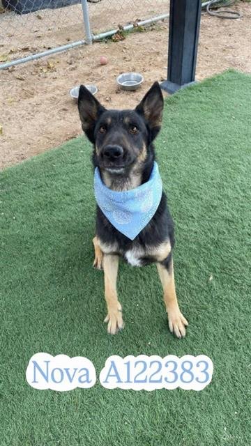 NOVA - German Shepherd Dog available for adoption