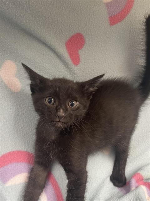 FRANKIE - Domestic Short Hair available for adoption