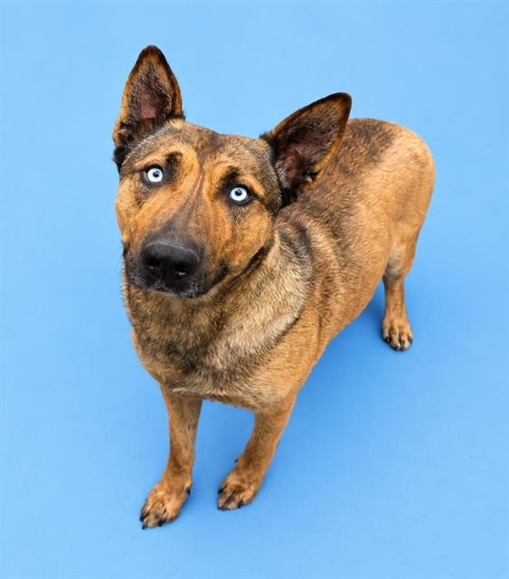 SAMMY Image